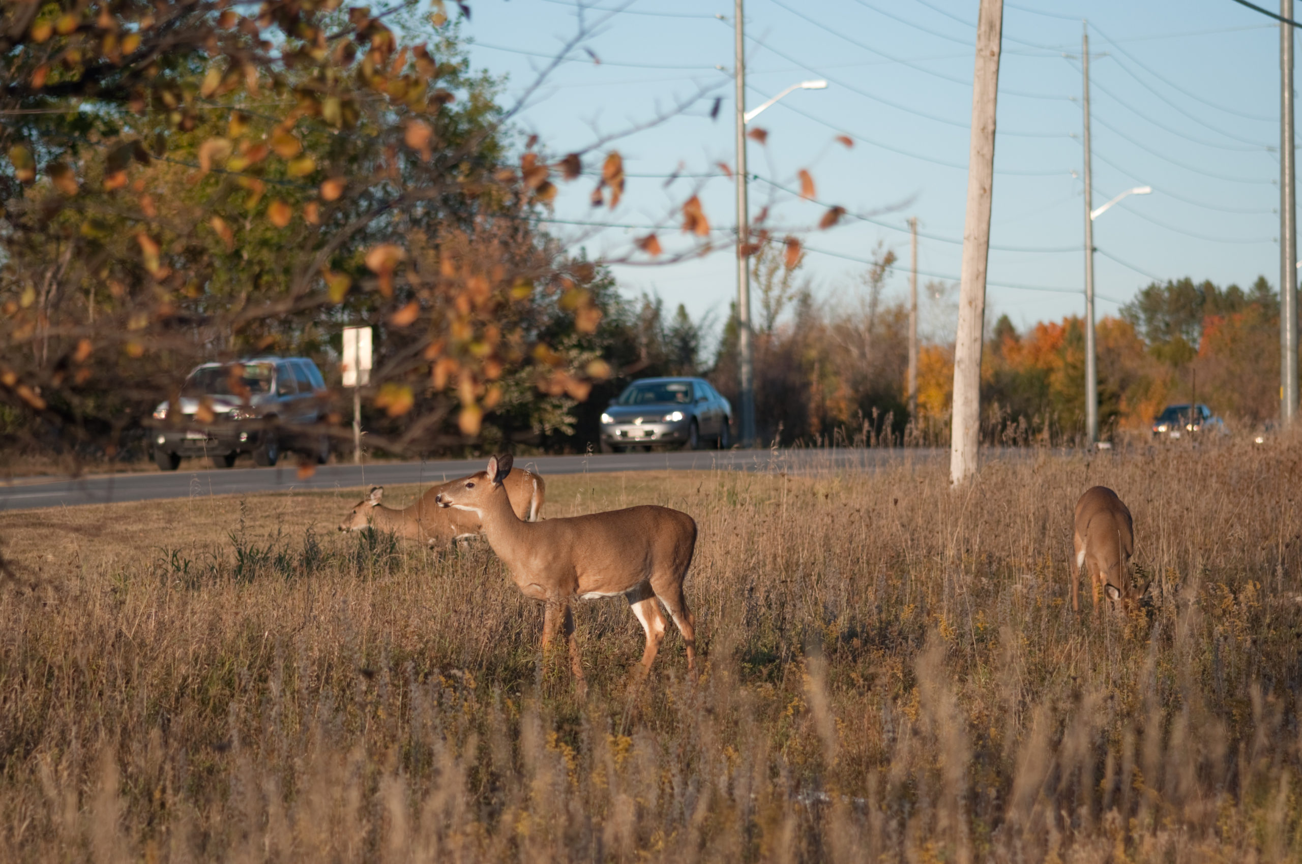 Top 3 Threats Facing Whitetail Deer