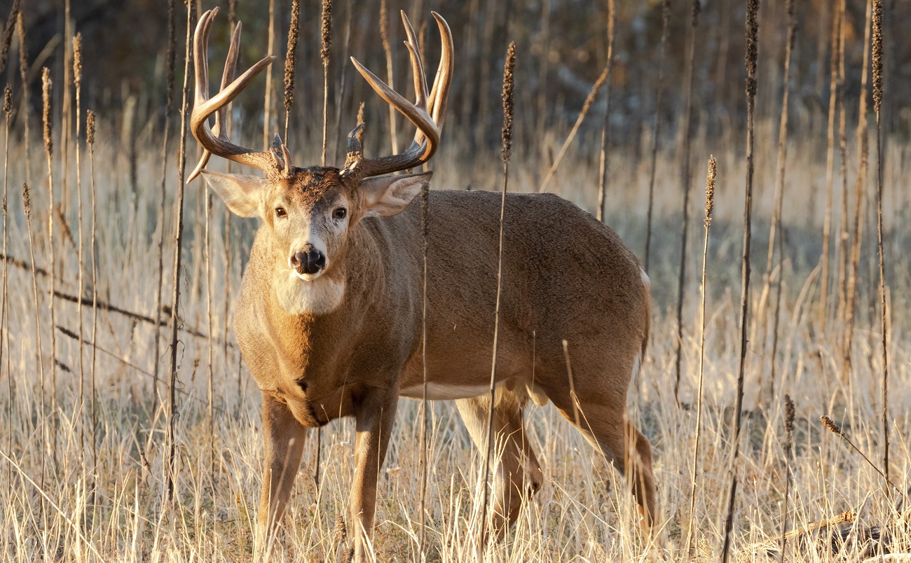 whitetail deer antler diagram