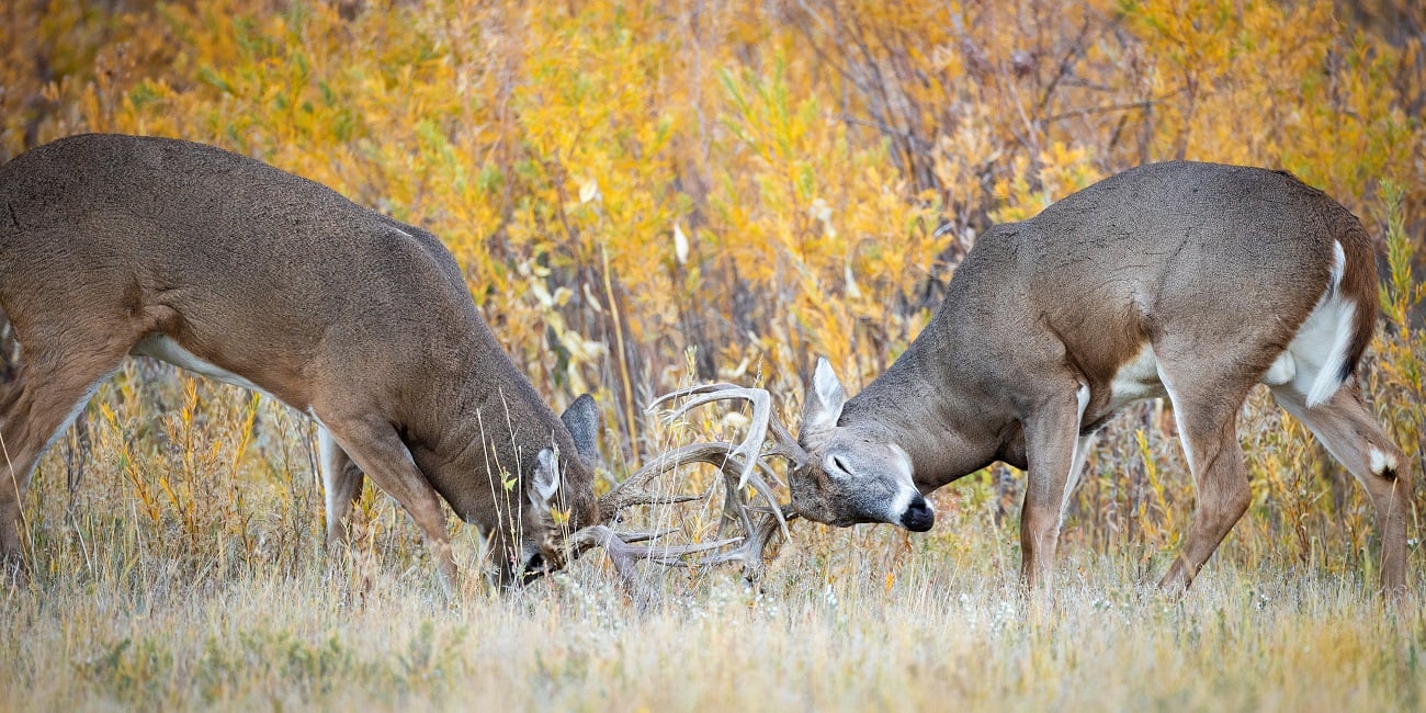 Learn how to hunt bucks during rutting season, and the best time to hunt during the rut.