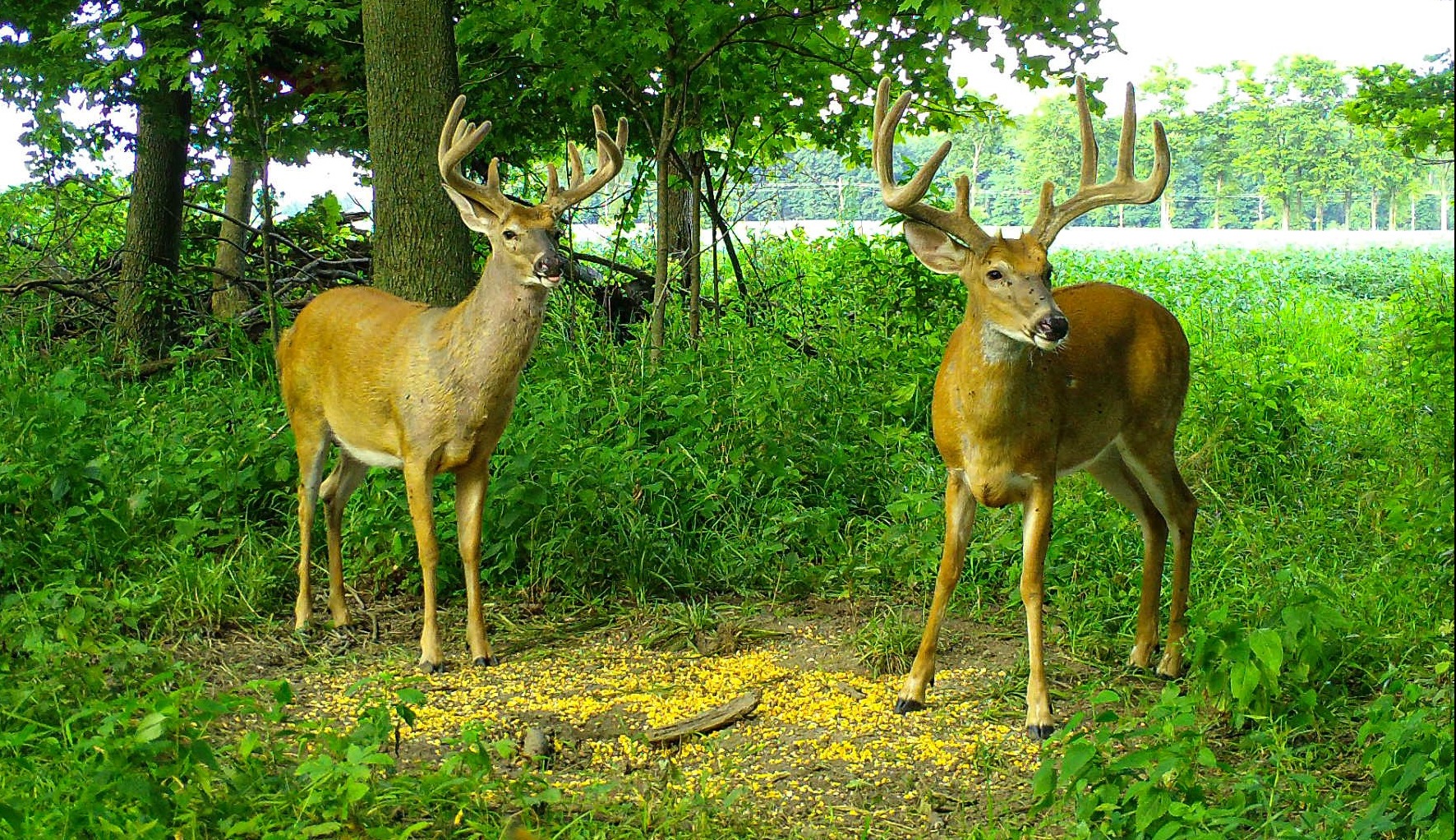 Seasonal Deer Food Sources & Mineral Schedule