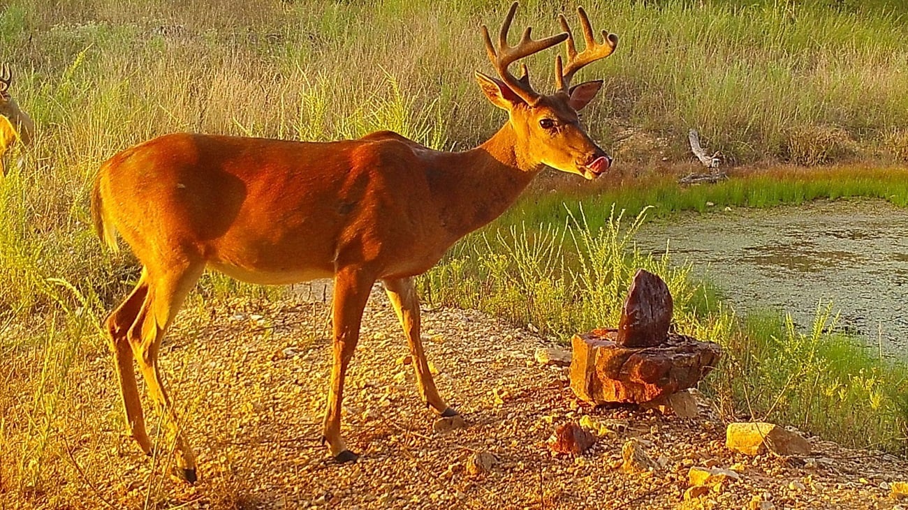 Redmond Trophy Rock products include a natural deer block and rock salt for deer with 60+ balanced minerals.