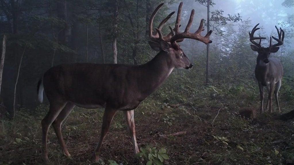 Learn 7 tips to hunt nocturnal bucks, including drawing deer with Cherry Bomb deer attractant.