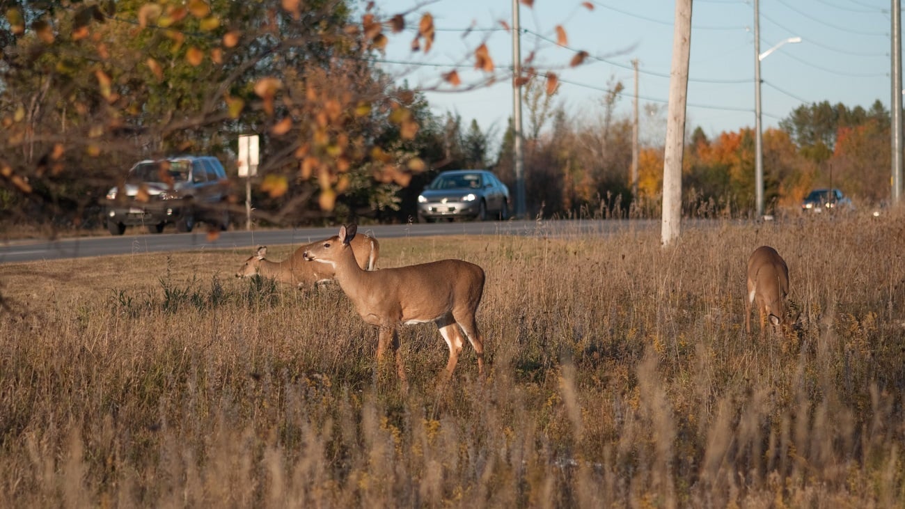 Top 3 Threats Facing Whitetail Deer