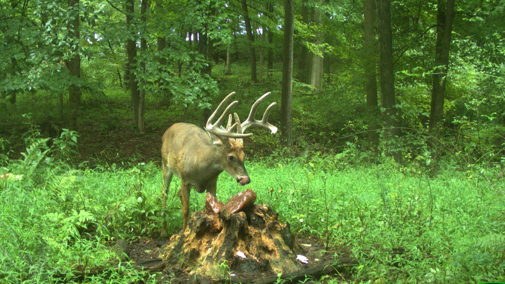 Salt Blocks Attract Deer