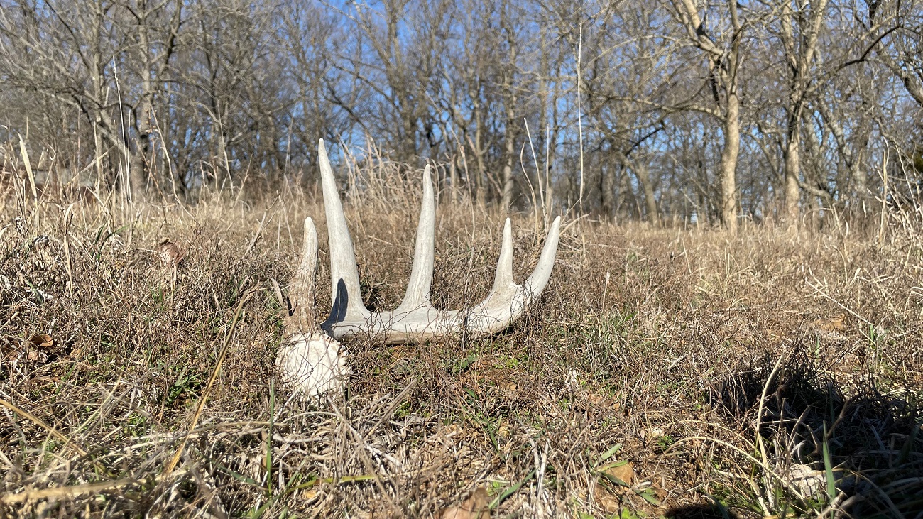 Get tips from experts on mule deer and whitetail shed hunting from different areas of the country.